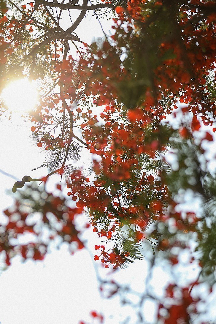 Hoa phượng vĩ đỏ rực khi Hè về. (Ảnh: Trọng Đạt/TTXVN)