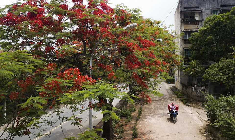 Hoa phượng rực đỏ dưới ánh nắng Hè gay gắt. (Ảnh: Trọng Đạt/TTXVN)