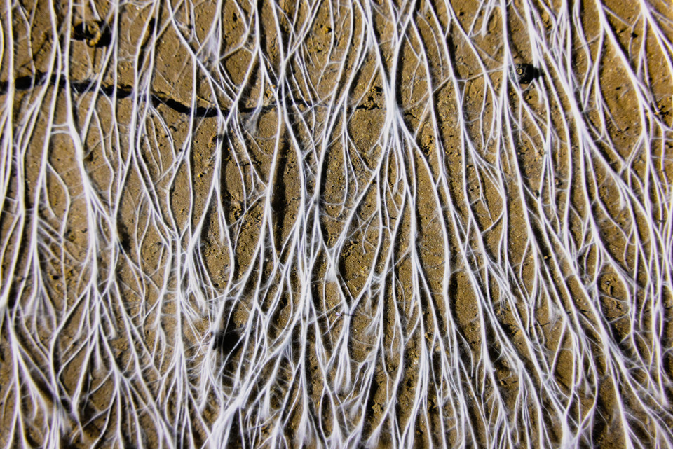 Bên trong hang, ngoài sự kỳ vĩ của những khối thạch nhũ còn có hệ động thực vật hiếm hoi, độc đáo. (Ảnh: Ngô Trần Hải An/Vietnam+)