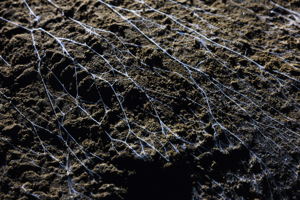 Bên trong hang, ngoài sự kỳ vĩ của những khối thạch nhũ còn có hệ động thực vật hiếm hoi, độc đáo. (Ảnh: Ngô Trần Hải An/Vietnam+)