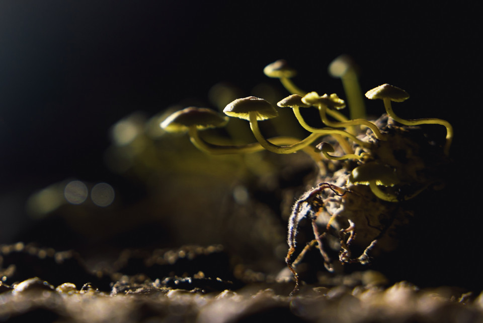  Hệ động thực vật hiếm hoi độc đáo trong hang. (Ảnh: Ngô Trần Hải An/Vietnam+)