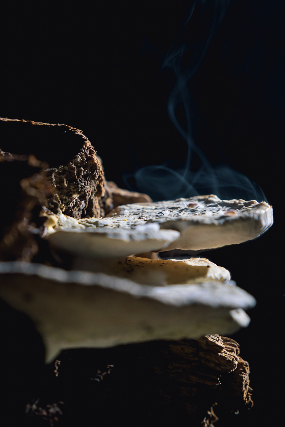 Một loài nấm mọc trong hang. (Ảnh: Ngô Trần Hải An/Vietnam+)