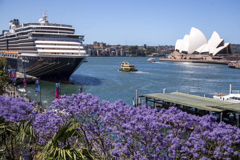 Hoa phượng tím nở rộ tại Sydney, Australia. (Ảnh: THX/TTXVN)