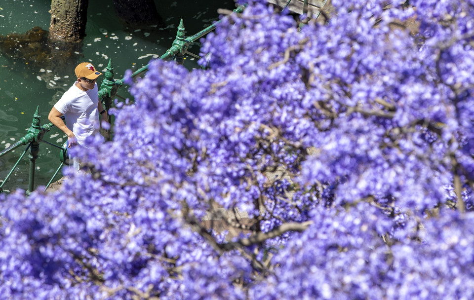 Hoa phượng tím nở rộ tại Sydney, Australia. (Ảnh: THX/TTXVN)