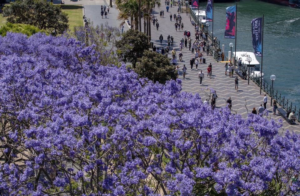 Hoa phượng tím nở rộ tại Sydney, Australia. (Ảnh: THX/TTXVN)