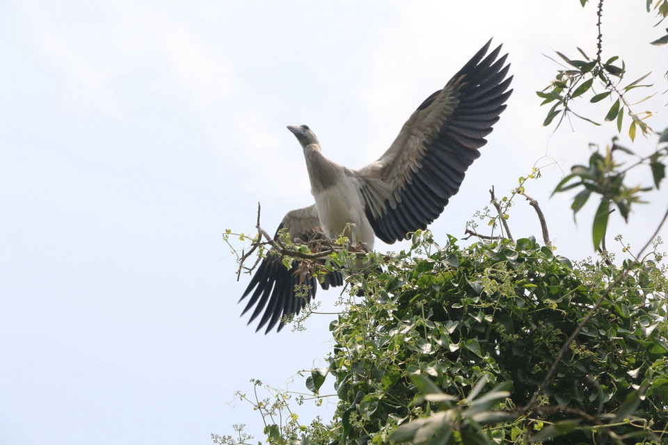 Cò nhạn ở rừng tràm Gáo Giồng. (Ảnh: Nguyễn Văn Trí/TTXVN)