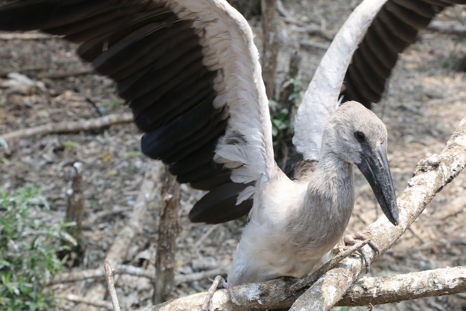 Từ đầu năm đến nay, đàn Cò nhạn về sinh sống ở Rừng tràm Gáo Giồng thuộc huyện Cao Lãnh, tỉnh Đồng Tháp ngày càng nhiều. (Ảnh: Nguyễn Văn Trí/TTXVN)