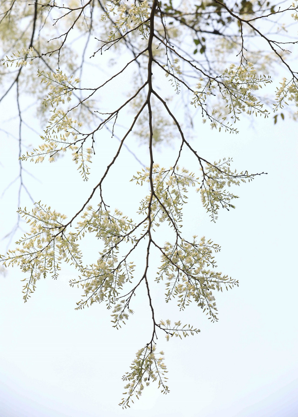 Hoa sưa nở trắng trời Hà Nội. (Ảnh: Nhật Anh/TTXVN)