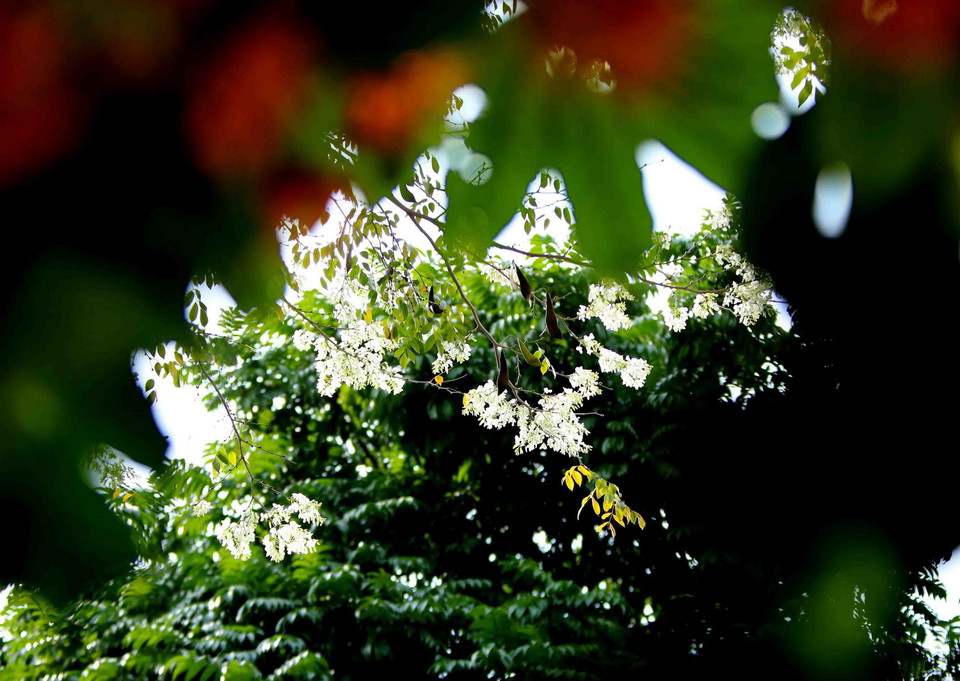 Hoa sưa khoe sắc. (Ảnh: Nhật Anh/TTXVN)