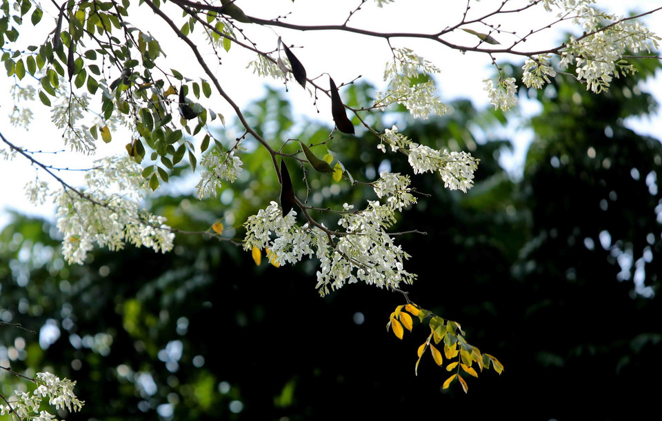 Hoa sưa khoe sắc giữa lòng Hà Nội. (Ảnh: Nhật Anh/TTXVN)