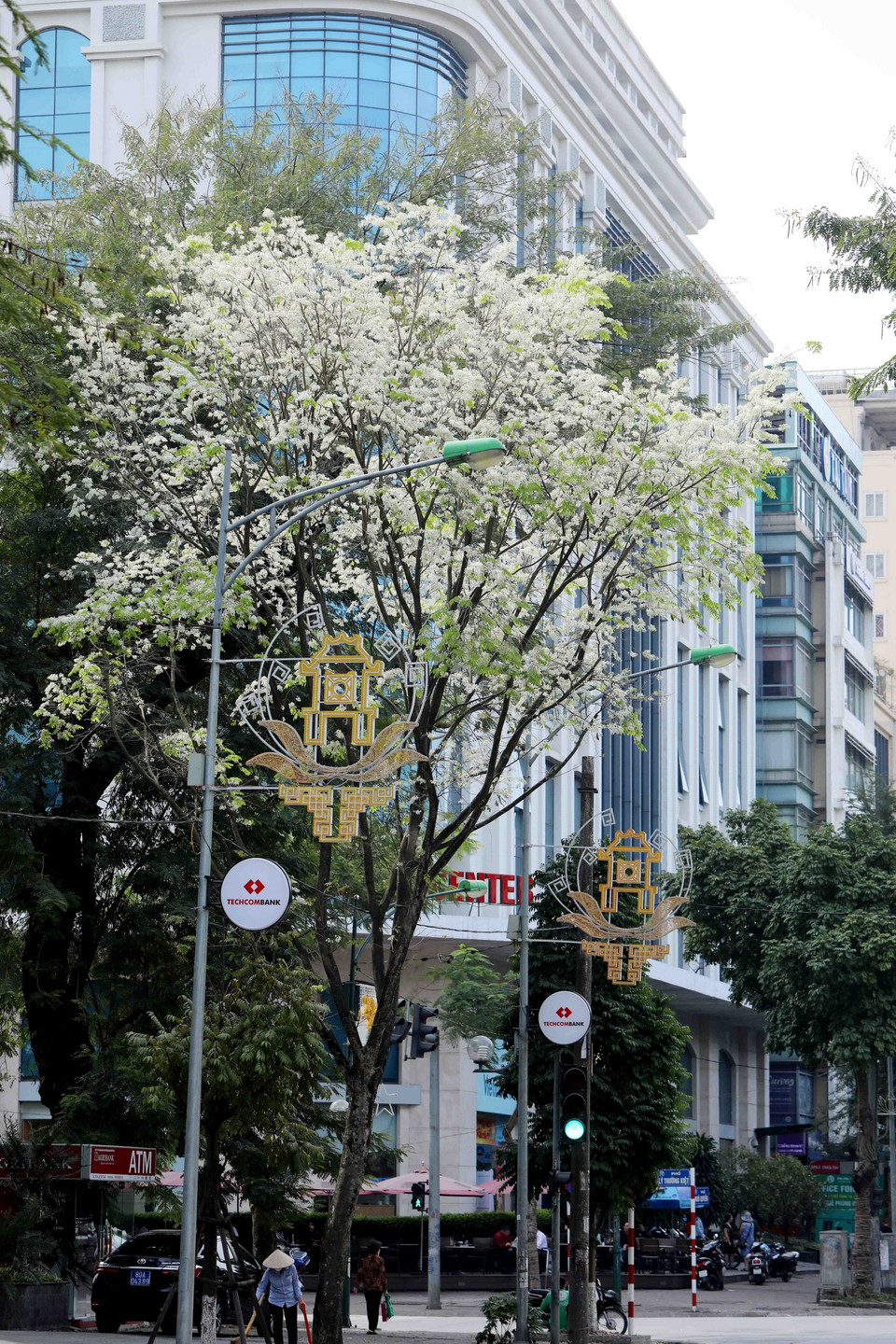 Hoa sưa mang một nét đẹp rất riêng giữa nhộn nhịp, ồn ào của phố phường. (Ảnh: Nhật Anh/TTXVN)