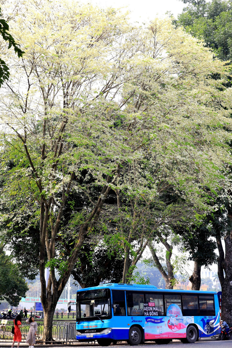 Cây sưa đang nở hoa trắng muốt ở vườn hoa Mai Xuân Thưởng, quận Ba Đình. (Ảnh: Nhật Anh/TTXVN)