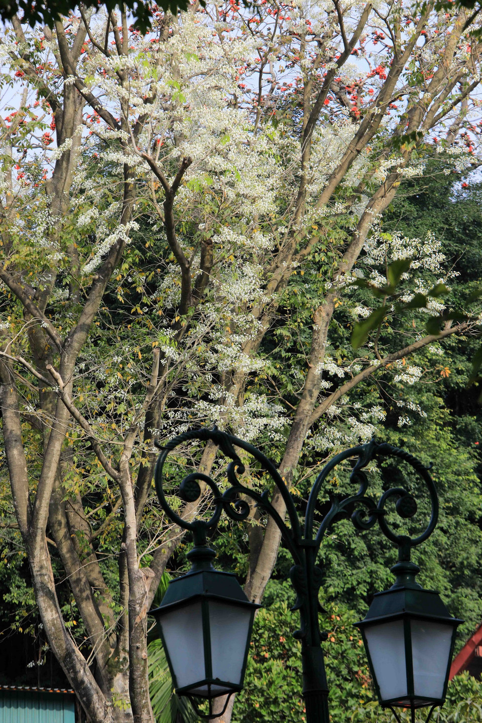 Hoa sưa mang một nét đẹp rất riêng, làm say đắm lòng người. (Ảnh: Nhật Anh/TTXVN)