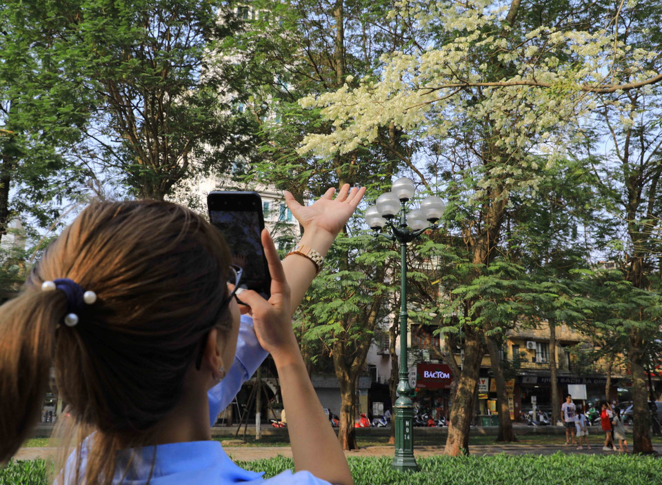 Các bạn trẻ thích thú chụp ảnh cùng hoa sưa. (Ảnh: Nhật Anh/TTXVN)