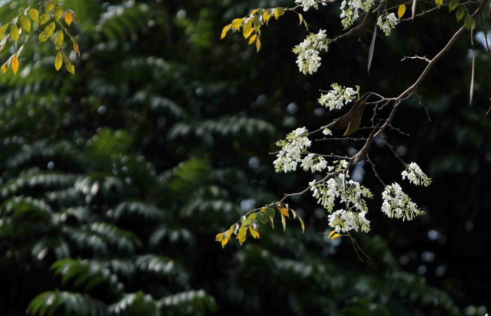 Hoa sưa mang một nét đẹp rất riêng. (Ảnh: Nhật Anh/TTXVN)