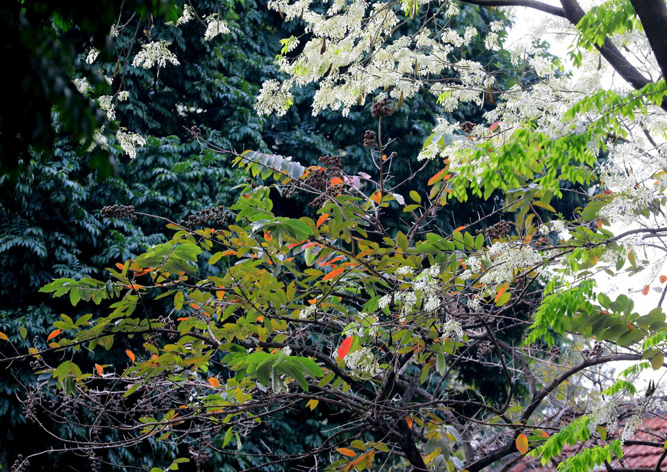 Sắc trắng của hoa sưa xen lẫn mùa cây thay lá. (Ảnh: Nhật Anh/TTXVN)