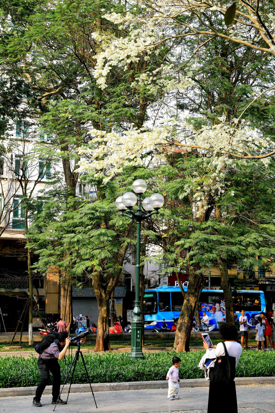 Mùa hoa sưa ở Hà Nội tạo nguồn cảm hứng sáng tạo cho nhiều tay máy. (Ảnh: Nhật Anh/TTXVN)