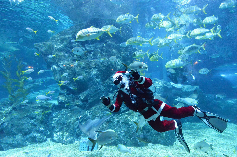  Thợ lặn trong trang phục "Ông già Noel" biểu diễn tại thủy cung ở Bangkok, Thái Lan, ngày 8/12/2021. (Ảnh: THX/ TTXVN)