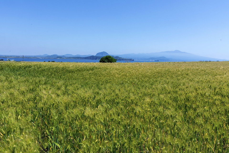  Cánh đồng lúa mạch xanh mướt là một trong những điểm nhấn của đảo Gapado. (Ảnh: Anh Nguyên/TTXVN)