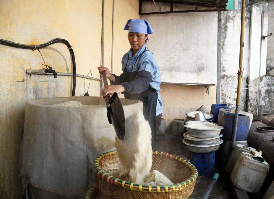 Gạo nếp được đem ngâm rồi nấu chín thành xôi rồi xới ra nong, nia và để 2 ngày 2 đêm cho xôi lên mốc vàng. (Ảnh: Phạm Kiên/TTXVN)