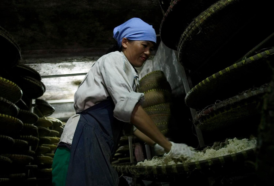 Xôi nếp được ủ kín để làm mốc tương. Mốc tương thường được trộn ít nhất 2 lần/ngày. (Ảnh: Phạm Kiên/TTXVN)