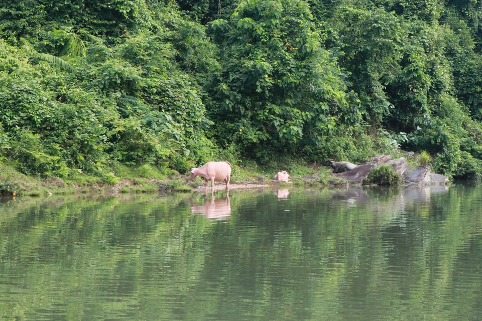  Nhiều hộ dân dọc sông Giăng, tỉnh Nghệ An còn có tập quán chăn thả trâu bò như một nét sinh hoạt bình thường của đồng bào dân tộc Thái Nghệ An. (Ảnh: Nguyễn Văn Nhật/TTXVN)