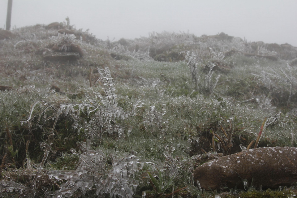 Băng giá bám vào cành cây, ngọn cỏ tại Mẫu Sơn. (Ảnh: Quang Duy/TTXVN)
