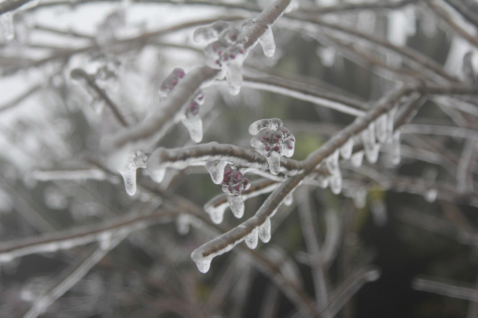 Băng giá bám vào cành cây, ngọn cỏ tại Mẫu Sơn. (Ảnh: Quang Duy/TTXVN)