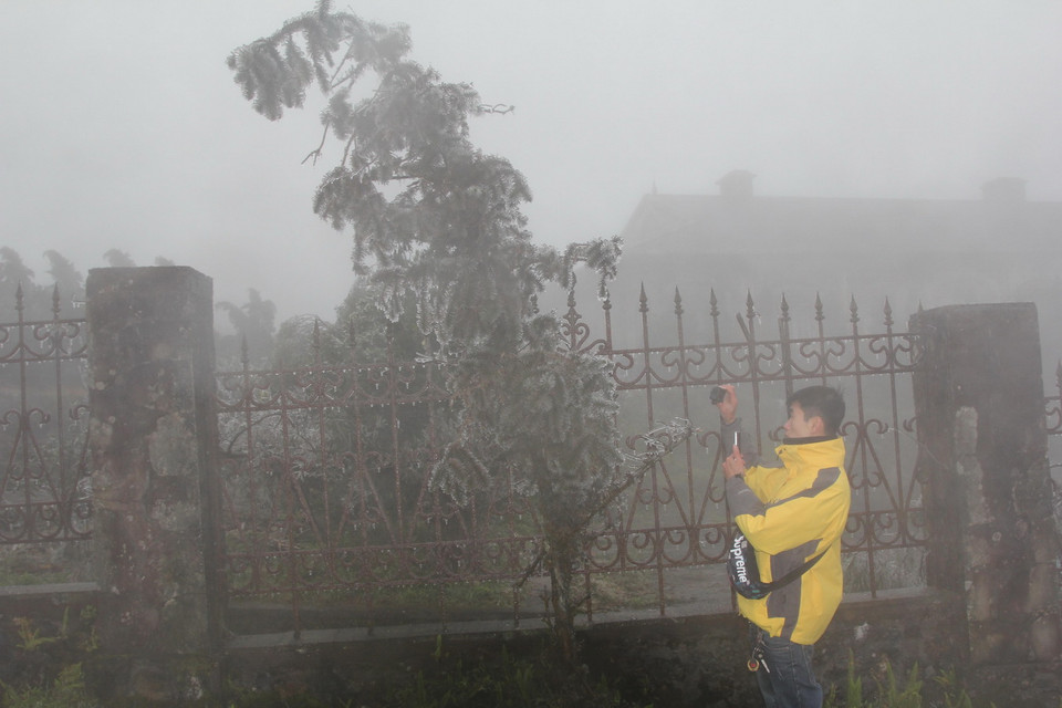 Băng giá bám vào cành cây, ngọn cỏ tại Mẫu Sơn. (Ảnh: Quang Duy/TTXVN)