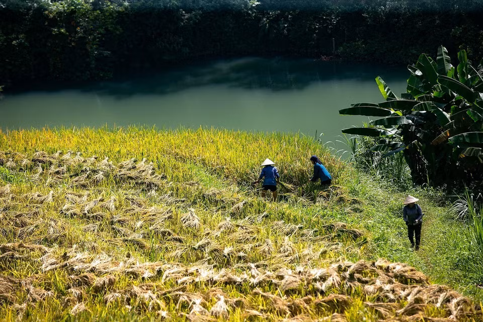 Ruộng bậc thang xã Miền Đồi đang vào mùa thu hoạch. (Ảnh: Trọng Đạt/TTXVN)