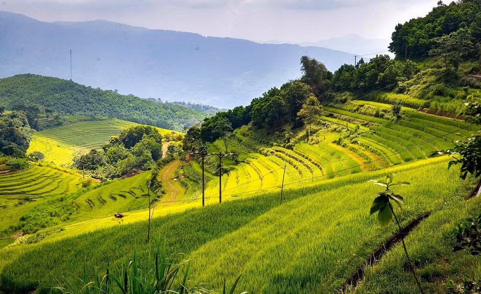  Những thửa ruộng bậc thang ở xã Miền Đồi trải dài từ đỉnh đồi xuống chân đồi tạo ra nét hùng vỹ của cảnh quan ruộng bậc thang nơi đây. (Ảnh: Trọng Đạt/TTXVN)