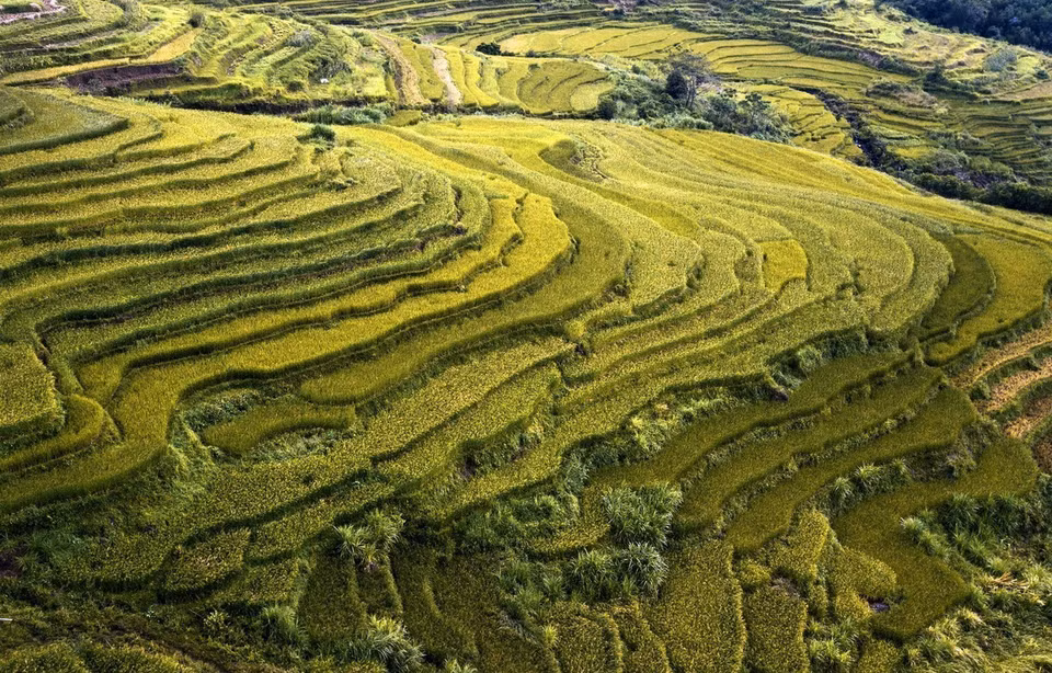 Những thửa ruộng bậc thang ở xã Miền Đồi xanh mướt, uốn lượn trên các sườn đồi. (Ảnh: Trọng Đạt/TTXVN)