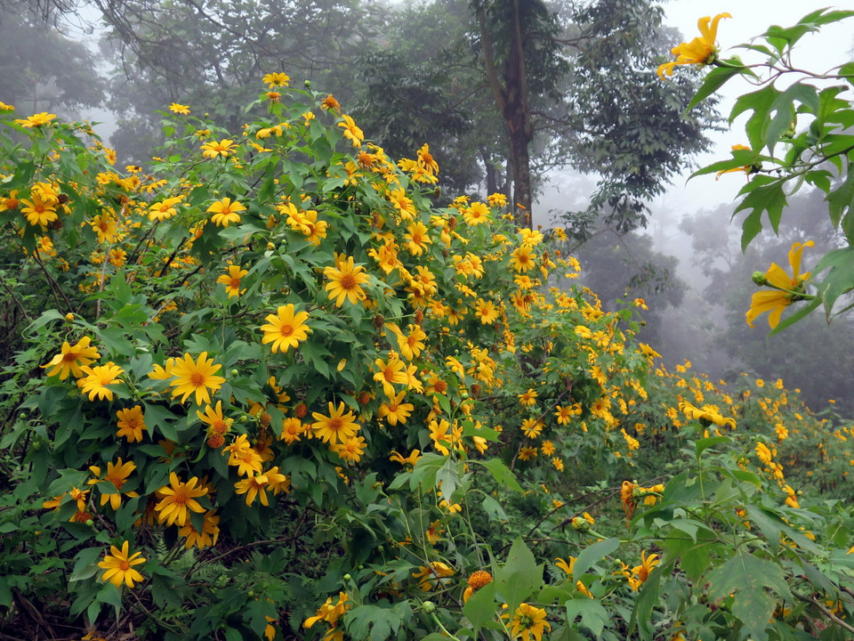 Vườn hoa dã quỳ tại vườn quốc gia Ba Vì. (Ảnh: Nguyễn Văn Cảnh/TTXVN)