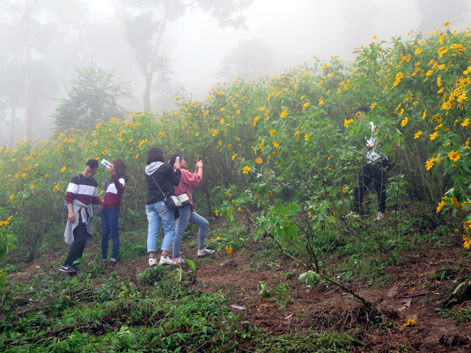 Theo ghi nhận, hàng vạn du khách đã đến tham quan, thưởng lãm hoa, đặc biệt các ngày cuối tuần, Vườn Quốc gia Ba Vì đón từ 12.000-13.000 vạn lượt khách. (Ảnh: Nguyễn Văn Cảnh/TTXVN)