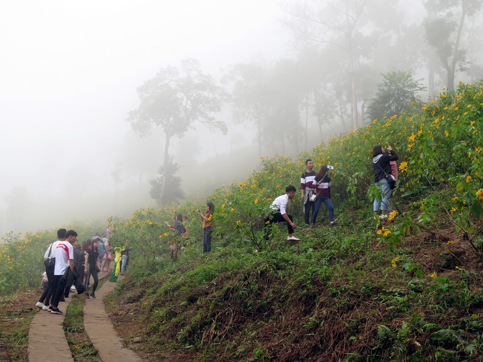 Để tạo điều kiện cho du khách đến tham quan, chụp ảnh, Vườn Quốc gia Ba Vì đã đầu tư cải tạo tuyến đường mòn dài trên 3km dẫn quanh rừng hoa. (Ảnh: Nguyễn Văn Cảnh/TTXVN)