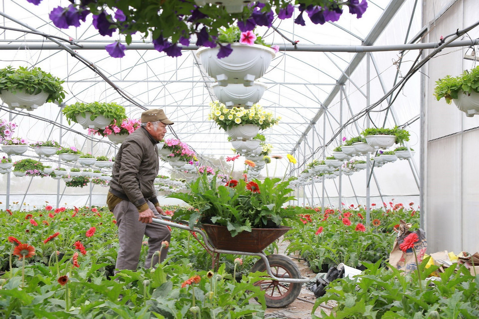 Làng hoa Ninh Phúc (Ninh Bình) hối hả vào vụ Tết. (Ảnh: TTXVN)