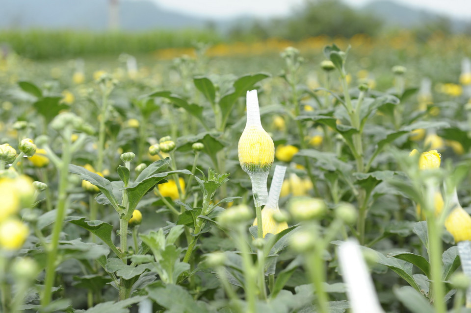 Vùng hoa xã Yên Bình Thạch Thất (Hà Nội) vào vụ Tết nguyên đán Tân Sửu 2021. (Ảnh: TTXVN)