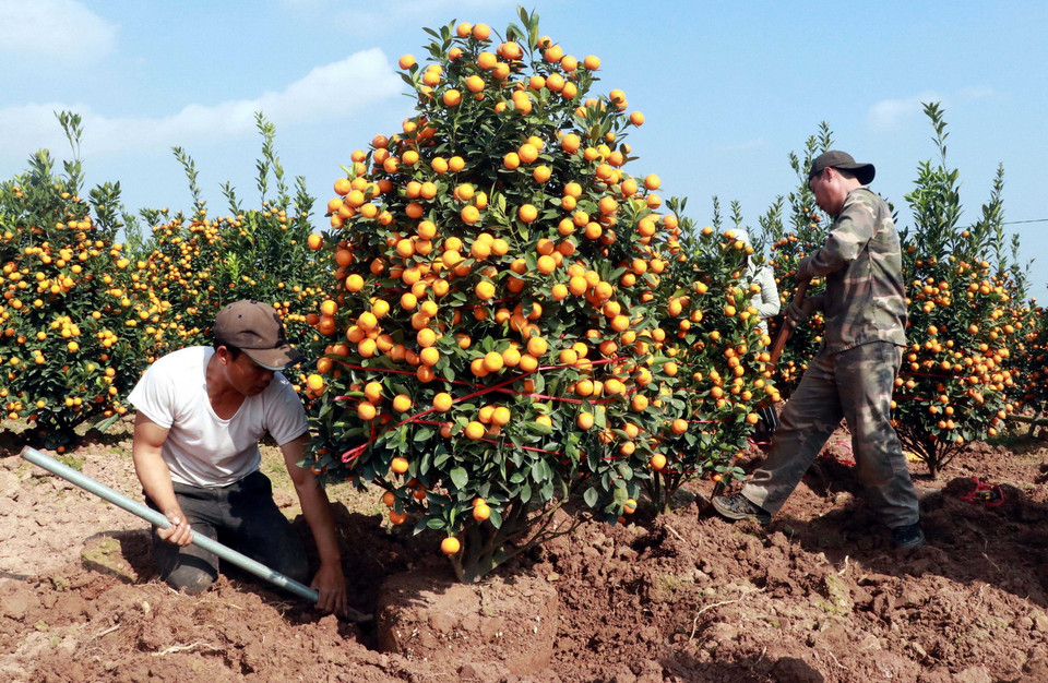 Quất cảnh tại Nam Định tất bật vào vụ Tết. (Ảnh: TTXVN)