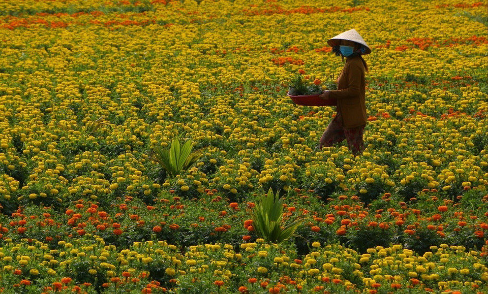 Các làng hoa tại Hậu Giang tất bật vào vụ Tết. (Ảnh: TTXVN)