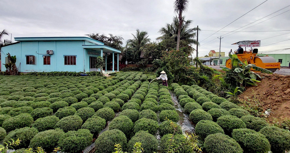 Khoảng 17 triệu sản phẩm hoa cảnh được nông dân tỉnh Bến Tre chuẩn bị phục vụ tết Nguyên đán Tân Sửu. (Ảnh: TTXVN)