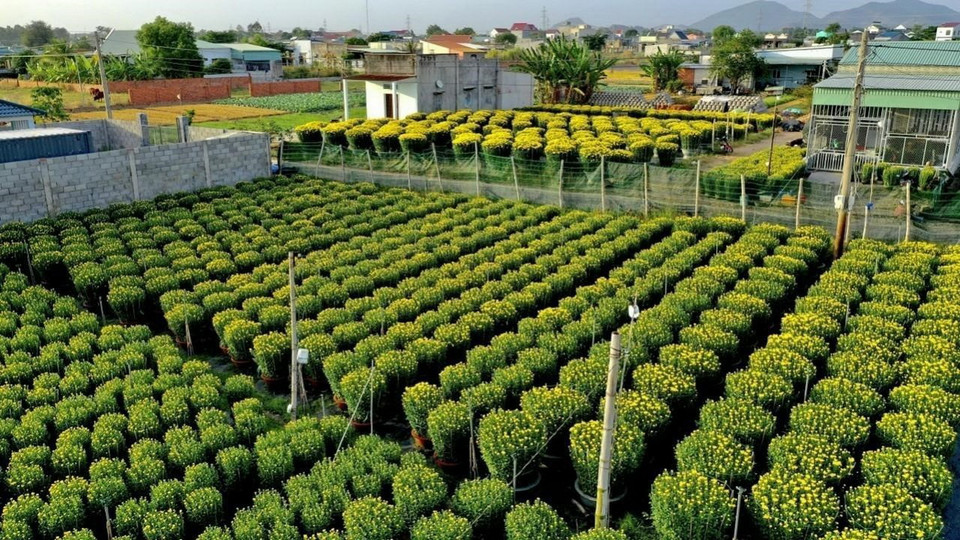 Hàng ngàn chậu cúc tại Bà Rịa-Vũng Tàu sẵng sàng tung ra phục vụ thị trường Tết Tân Sửu. Ảnh: TTXVN