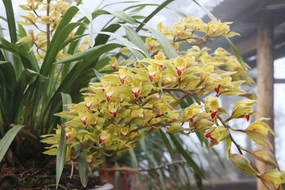 Hàng trăm chậu địa lan được trồng trên vùng đất Lai Châu hút khách chơi Tết. (Ảnh: TTXVN)