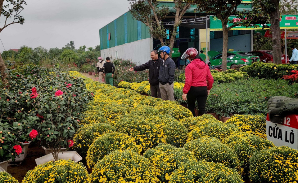 Nhộn nhịp thị trường hoa, cây cảnh trang trí Tết tại Nghệ An. (Ảnh: TTXVN)