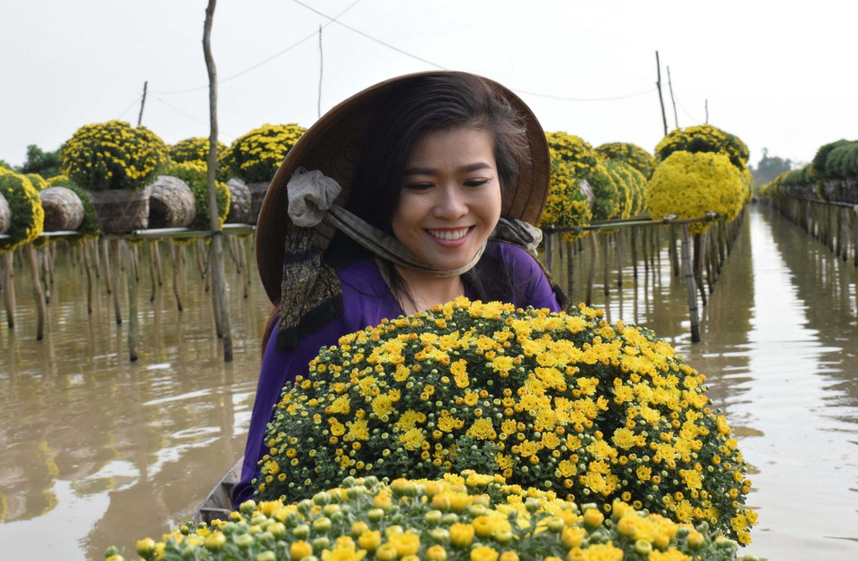 Sắc vàng của cúc mâm xôi (Đồng Tháp). (Ảnh: TTXVN)