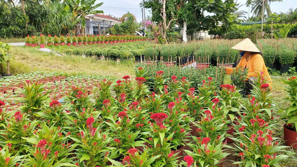 Khoảng 17 triệu sản phẩm hoa cảnh được nông dân tỉnh Bến Tre chuẩn bị phục vụ tết Nguyên đán Tân Sửu. (Ảnh: TTXVN)