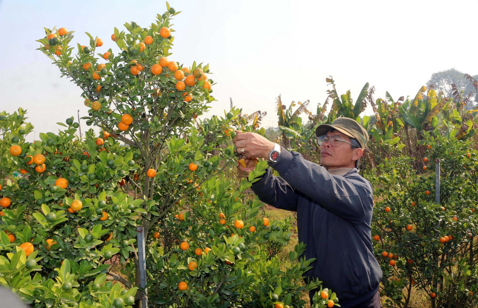 Các nhà vườn trồng hoa, cây cảnh tại Hà Nam sẵn sàng phục vụ Tết. (Ảnh: TTXVN)