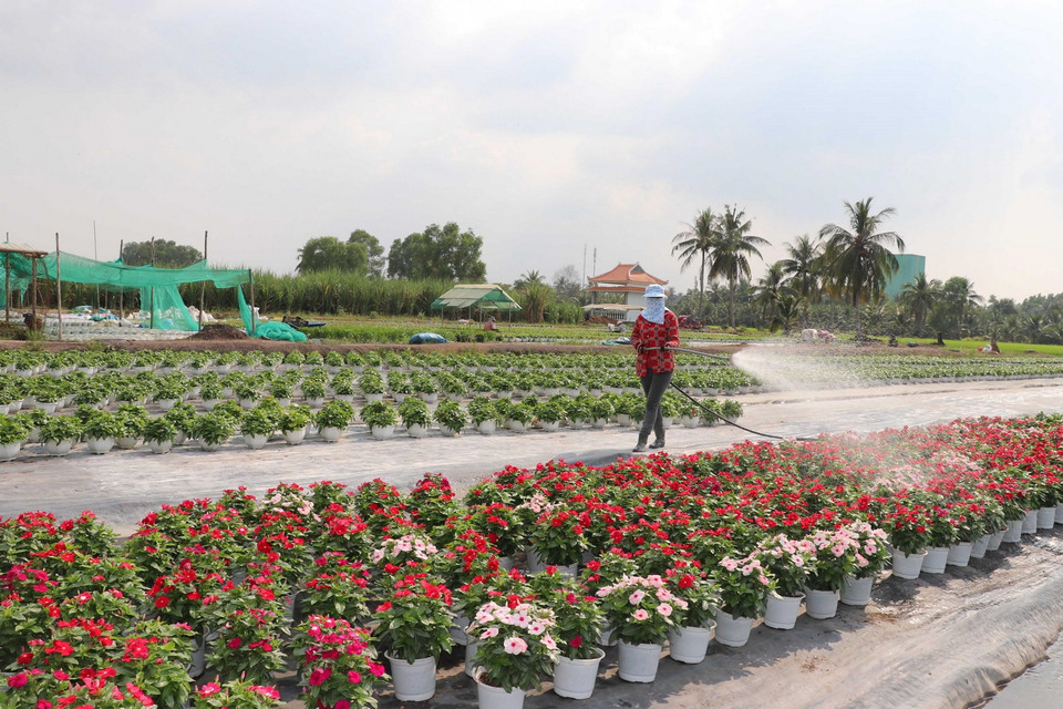 Nhà vườn tại Vĩnh Long chuẩn bị hàng ngàn giỏ hoa, kiểng phục vụ thị trường Tết. (Ảnh: TTXVN)