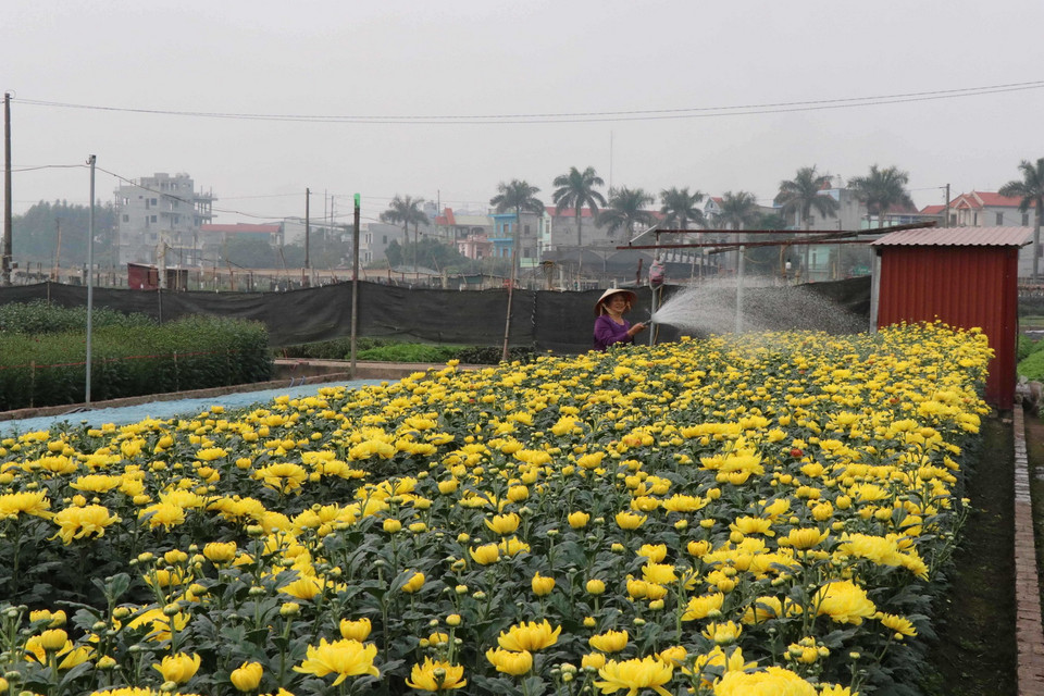 Làng hoa Khả Lễ (Bắc Ninh) sẵn sàng cung ứng hoa, cây cảnh phục vụ Tết. (Ảnh: TTXVN)
