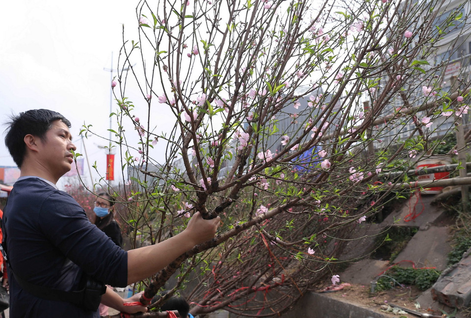 Chợ hoa Quảng Bá (Hà Nội) đỏ rực hoa đào đón Tết Tân Sửu 2021. (Ảnh: TTXVN)