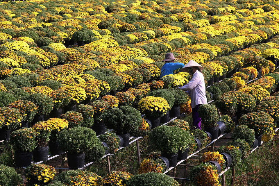 Các làng hoa tại Hậu Giang tất bật vào vụ Tết. (Ảnh: TTXVN)
